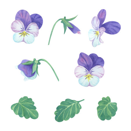 Watercolor pansy and violet flower set - blue & purple blossoms, buds, and leaves. Hand-painted illustration. These elements are perfect for decorating garden projects and floral compositions.の写真素材