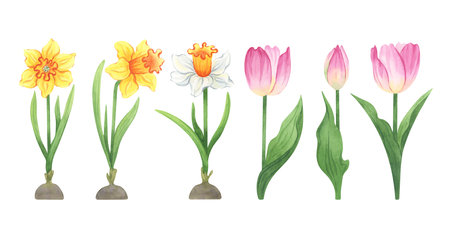 Watercolor tulips and daffodils set - spring floral clipart for garden and decor projectsの写真素材