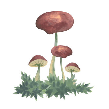 Watercolor honey mushrooms on grass - autumn illustrationの写真素材
