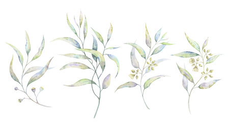 Watercolor eucalyptus branches set. Collection of hand-painted botanical illustrations with delicate leaves, buds, flowers and fruits in soft muted tones. Perfect for natural cosmetics packagingの写真素材