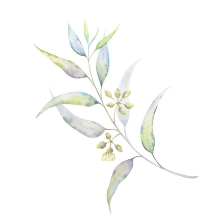 Eucalyptus flowering branch. Soft watercolor botanical illustration. Buds and flowers in muted tones. Ideal for natural cosmetics, wedding stationery, eco-friendly brandingの写真素材