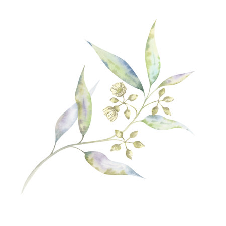 Eucalyptus blossom - light watercolor botanical art. Airy illustration of a delicate twig with flowers and buds. Great for organic product packaging, wedding invitations, or minimalist floral designsの写真素材