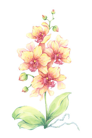 Yellow orchid watercolor illustration. Hand-painted exotic flower with buds and green leaves. Tropical floral artwork. Elegant decorative nature design. Botanical art printの写真素材