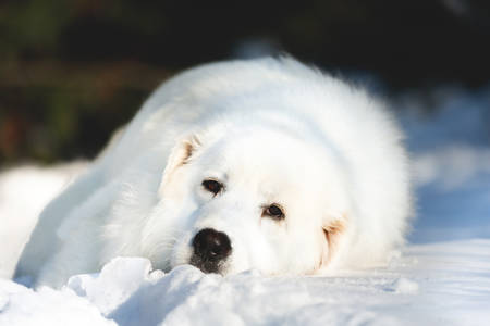 Portrait of beautiful and wistful maremmano abruzzese sheepdog. Close-up of big sad white fluffy dog lying on the snow in the forest in winter on sunny dayの写真素材