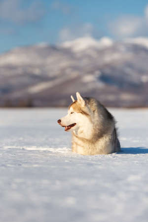 Beautiful and happy siberian husky dog lying in the snow field in winter on sunny dayの写真素材