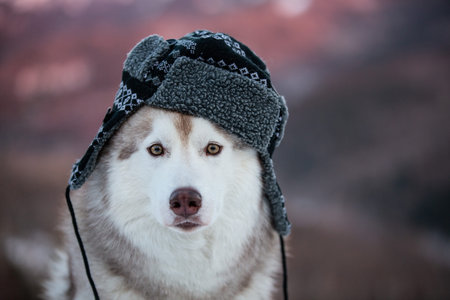 Funny husky dog is in black warm hat. happy dog breed siberian husky is on the snow in winter...