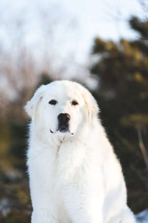 Gorgeous and free maremmano abruzzese sheepdog. Portrait of big white fluffy dog is on the snow in the forest in winterの写真素材