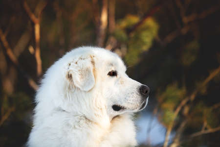 Cute and free maremmano abruzzese sheepdog. Close-up of big white fluffy dog is on the snow in the forest in winterの写真素材