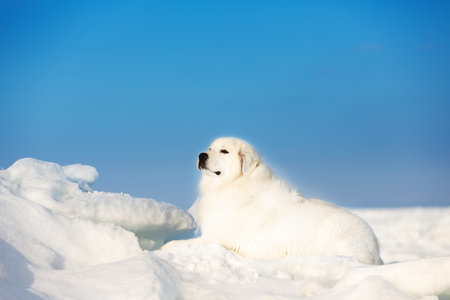 Gorgeous and free maremmano abruzzese dog lying on ice floe and snow on the frozen sea background.の写真素材
