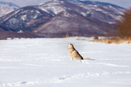 Portrait of gorgeous, free and prideful dog breed siberian husky sitting in the snow field back to the camera in winter on mountain background at sunset and enjoying the viewの写真素材