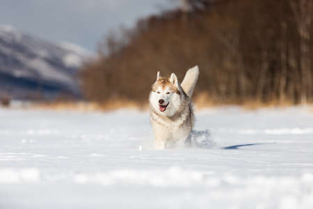 Portrait of Cute, happy and funny beige and white dog breed siberian husky with tonque out running on the snow in the winter field. husky dog has fun on sunny dayの写真素材