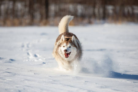 Crazy, happy and funny beige and white dog breed siberian husky with tonque out jumping and running fast on the snow in the winter field. husky dog has fun at sunsetの写真素材