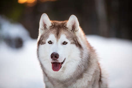 Close-up portrait of adorable, beautiful and happy siberian Husky dog sitting on the snow in winter fairy forest at golden sunsetの写真素材