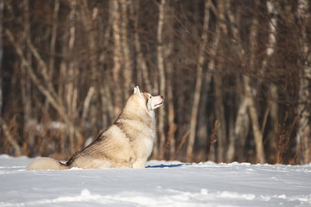 Portrait of Beautiful, free and happy dog breed siberian husky sitting in the snow field in winter on forest background at sunsetの写真素材