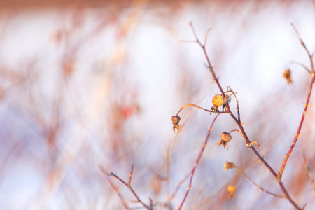 Image of Branches of rosehip bush with snow at sunset in backlight in winter. Natural background