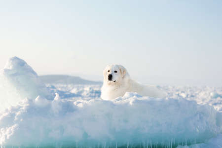 Portrait of gorgeous, prideful and free maremmano abruzzese dog on ice floe on the frozen Okhotsk sea background. Image of Free and wise maremma dog is lying on the snow. Big fluffy white dogの写真素材