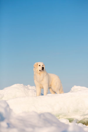 Profile Portrait of beautiful, prideful and free maremmano abruzzese dog on ice floe on the frozen...