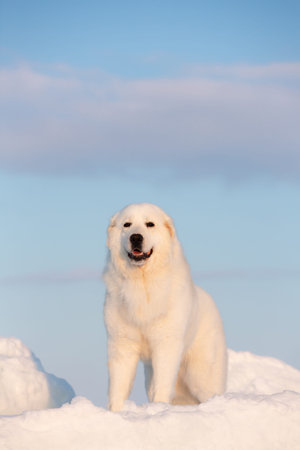 Portrait of gorgeous, happy and free maremmano abruzzese dog on ice floe on the frozen Okhotsk sea...