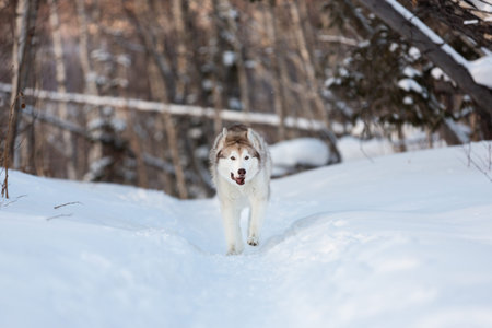 Portrait of funny, happy and crazy dog breed siberian husky with tonque hanging out running on the...