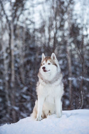 Profile Portrait of beautiful, happy and free siberian Husky dog sitting on the hill on the snow in the fairy mysterious winter forest at sunsetの写真素材