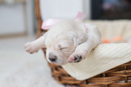 Portrait of two weeks old golden retriever puppy in the basket. Golden retriever lovely baby girl with closed eyes and pink ribbon is trying to escape from the basketの写真素材