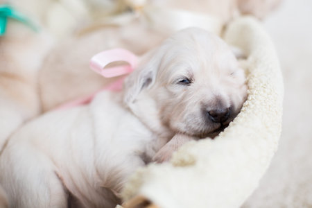 Two weeks old golden retriever puppy in the basket. Golden retriever baby girl with rose ribbon is...