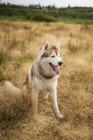 Profile Portrait of free and prideful beige and white siberian husky dog with brown eyes sitting in the withered grass at sunsetの写真素材