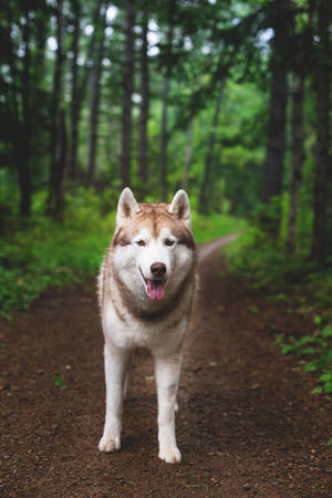 Portrait of free and beautiful dog breed siberian husky standing on the path the green forest and looks like a wolfの写真素材