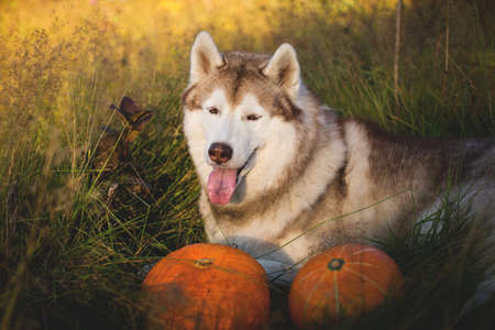 Portrait of gorgeous siberian Husky dog with tonque hanging out lying next to a pumpkin for Halloween at sunset in the forestの写真素材