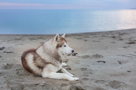 Profile Portrait of free and beautiful siberian husky dog lying on the sand beach on sea front at sunset.の写真素材