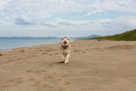 Portrait of funny and happy Beige and white Siberian Husky dog running on the beach at seaside. One day with adorable husky dog on the shore of the sea in summer.の写真素材