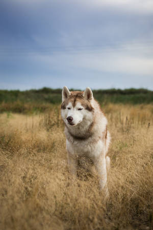 Close-up Portrait of free and prideful beige and white siberian husky dog with brown eyes sitting in the withered grass at sunsetの写真素材