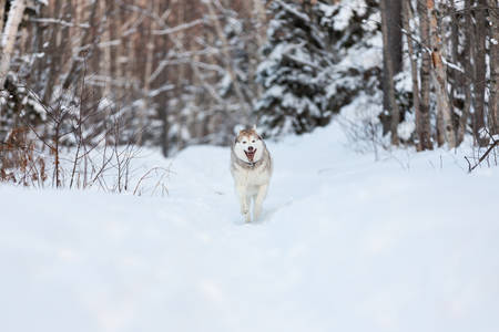 Portrait of crazy, happy and cute dog breed siberian husky with tonque hanging out running on the snow in the winter forest at sunsetの写真素材