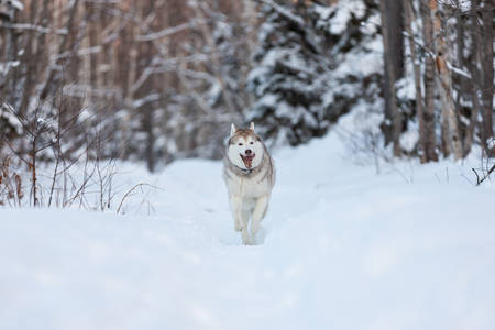 Portrait of crazy, happy and cute dog breed siberian husky with tonque hanging out running on the snow in the winter forest at sunsetの写真素材