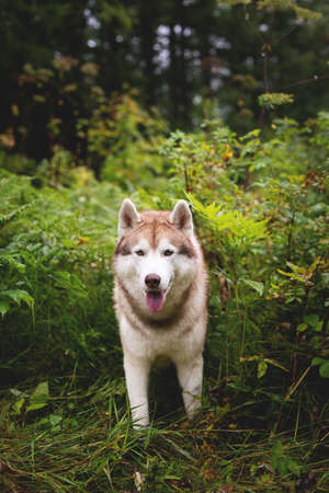 Portrait of free and beautiful dog breed siberian husky standing in the green forest and looks like a wolfの写真素材