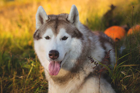 Profile Portrait of gorgeous siberian Husky dog on the bright forest background lying next to a pumpkin for Halloween at sunsetの写真素材