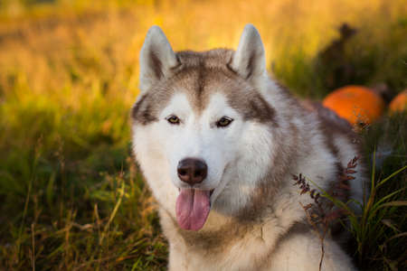 Portrait of adorable and happy siberian Husky dog with tonque hanging out lying next to a pumpkins for Halloween at sunset in the forestの写真素材