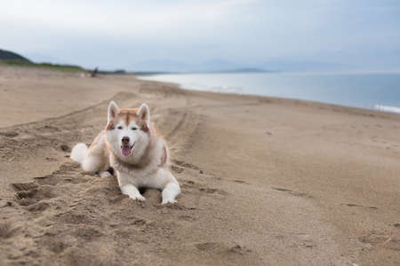 Portrait of cute siberian husky dog lying on the sand beach on sea front at sunset.の写真素材