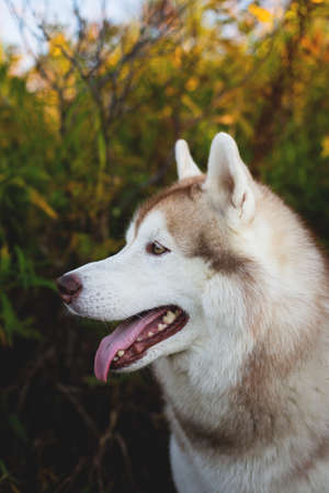 Close-up Portrait of adorble Siberian Husky dog with tonque hanging out sitting in the bright mysterious autumn forest.の写真素材