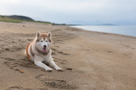 Portrait of ise and free siberian husky dog lying on the sand beach on sea front at sunset.の写真素材