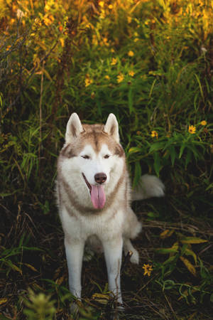 Portrait of beautiful Siberian Husky dog with tonque hanging out sitting in the bright mysterious autumn forest.の写真素材