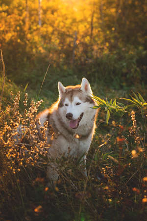 Portrait of adorable Beige and white Siberian Husky dog at golden sunset. Image of young and beautiful husky male looks like a wolf in the bright forest in autumnの写真素材