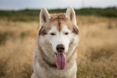 Close-up Portrait of wise and free beige and white siberian husky dog with brown eyes sitting in the withered grass at sunsetの写真素材