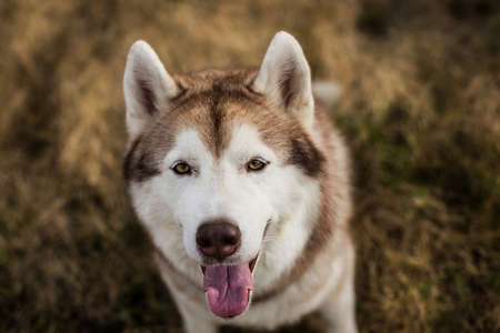 Close-up Portrait of gorgeous beige and white siberian husky dog with brown eyes sitting in the withered grass at sunsetの写真素材