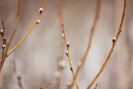 Image of Willow branches with buds in early spring, selective focus. Fluffy willow branches with catkins. Natiral background in warm colorsの写真素材