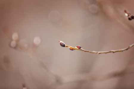 Image of Willow branches with buds in early spring, selective focus. Fluffy willow branches with...