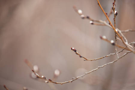 Image of Willow branches with buds in early spring, selective focus. Fluffy willow branches with catkins. Natiral background in warm colorsの写真素材