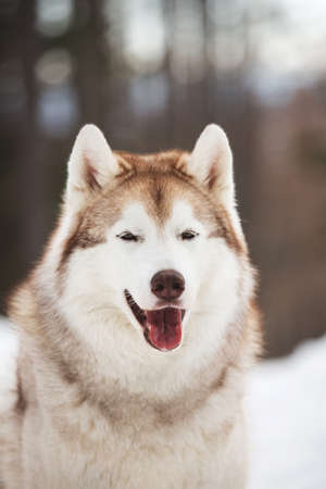 Close-up Portrait of beautiful, cute and free Siberian Husky dog sitting on the snow path in the mysterious winter forestの写真素材