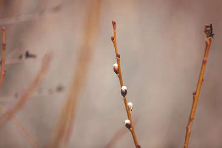 Image of Willow branches with buds in early spring, selective focus. Fluffy willow branches with catkins. Natiral background in warm colorsの写真素材
