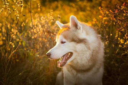 Profile Portrait of gorgeous Beige and white Siberian Husky dog at sunset with golden backlight. Image of young and beautiful husky male looks like a wolf in the bright golden forest in autumnの写真素材